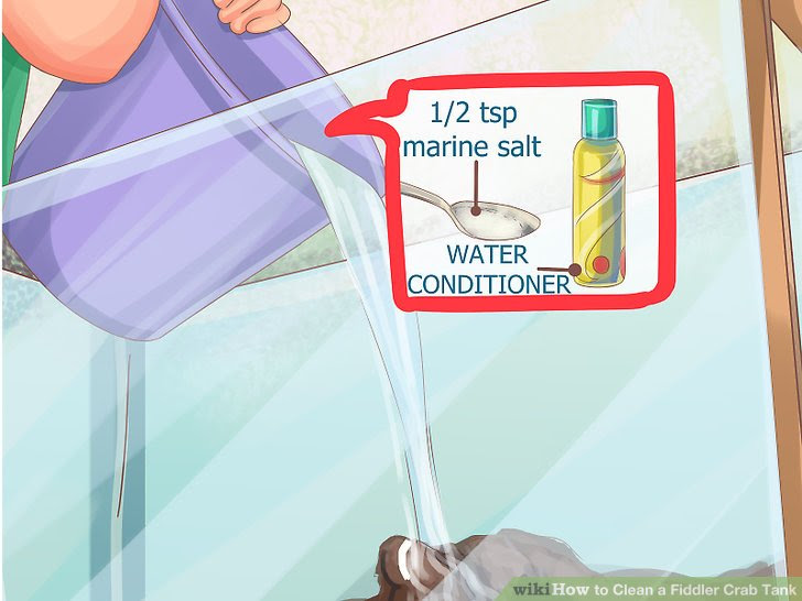 Clean a Fiddler Crab Tank Step 2.jpg
