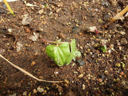 朝顔と雑草かな クラムボンの蹄