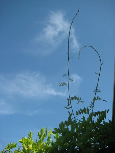 Wisteria