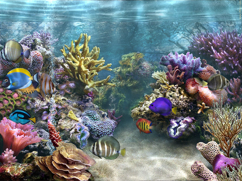 Desktop Background Fond Décran Animé Gratuit Aquarium