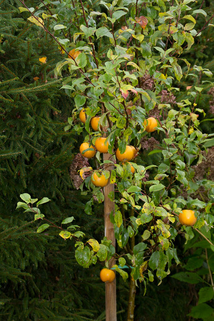  took some pictures of our beautiful garden last weekend Some pictures from Nami-Nami garden, October 2012