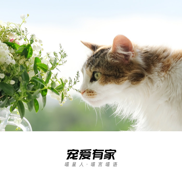 猫咪杀手之你知道百合花对猫咪的危害吗 萌宠资讯 娱乐新闻网