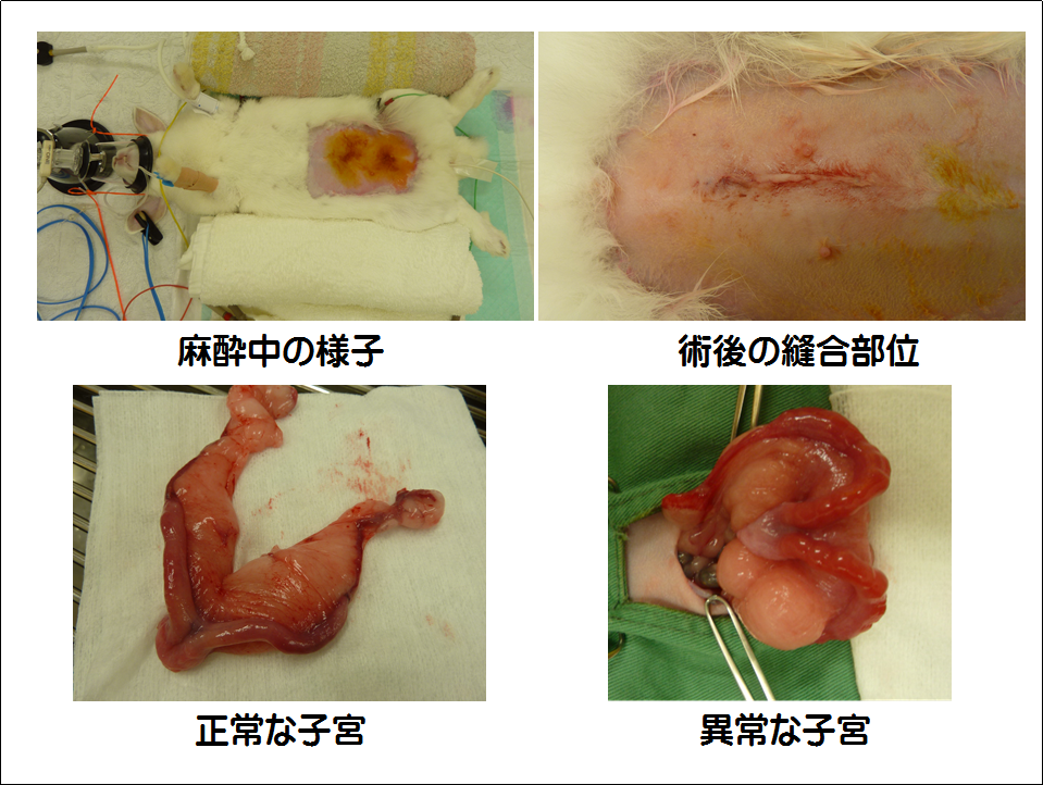 エキゾチックアニマル 公式 はちみつペットクリニック