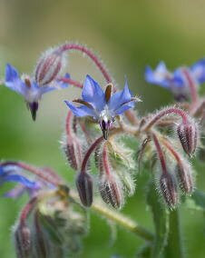 花 ボリジ 4月13日の花と花言葉 ボリジ 魅る魅るガーデニング
