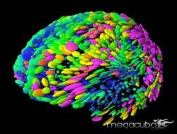 brain-template-100413-02