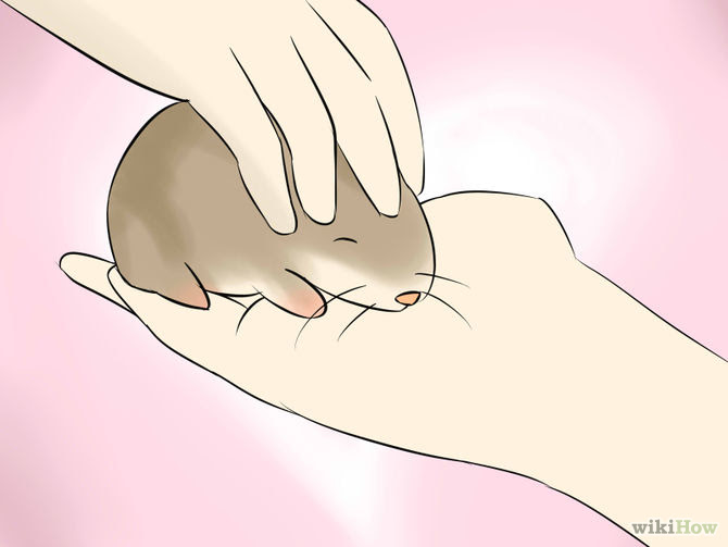 Tame Your Gerbils Step 10.jpg