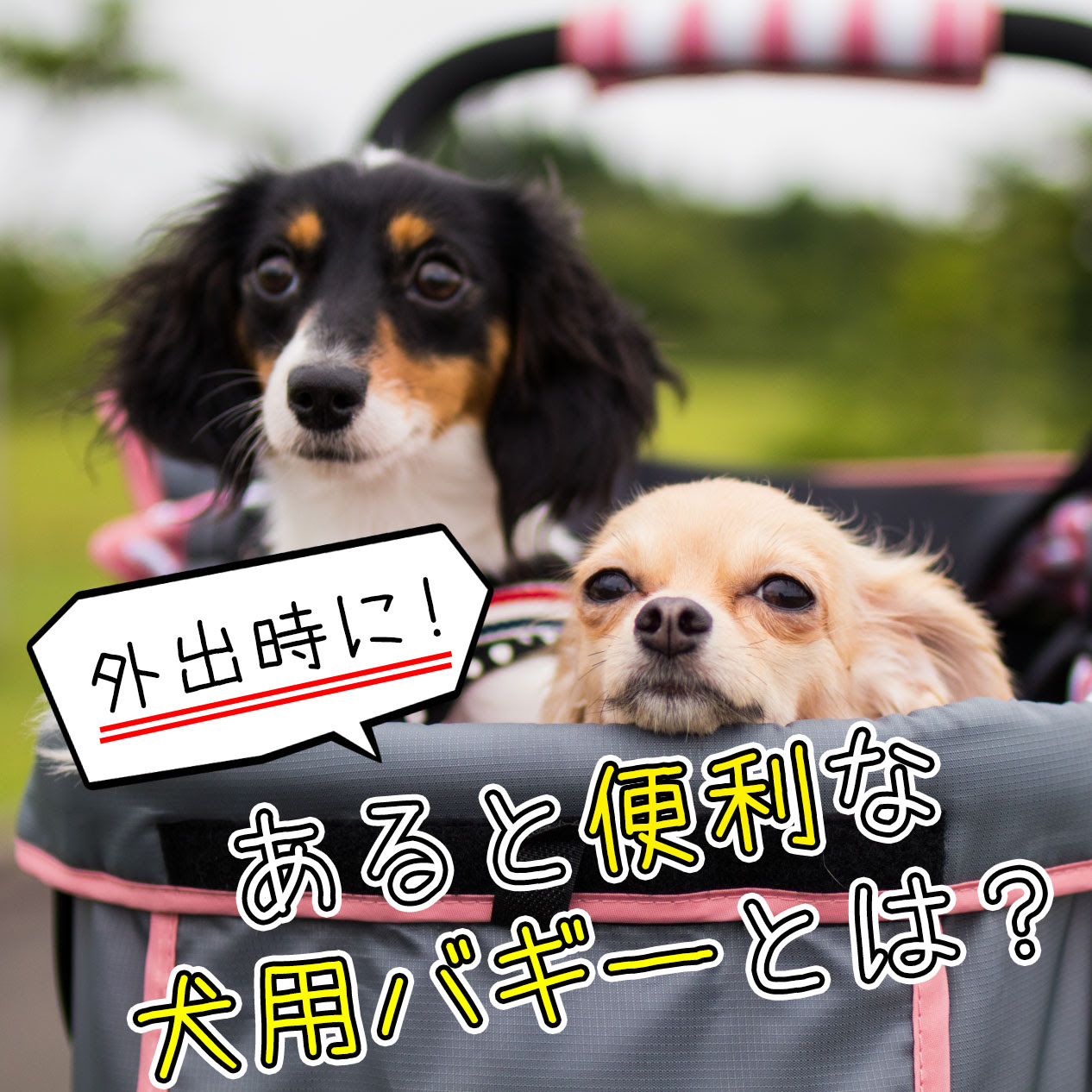 犬との外出時あると便利な犬用バギーとは お散歩やピクニックにも活用できる