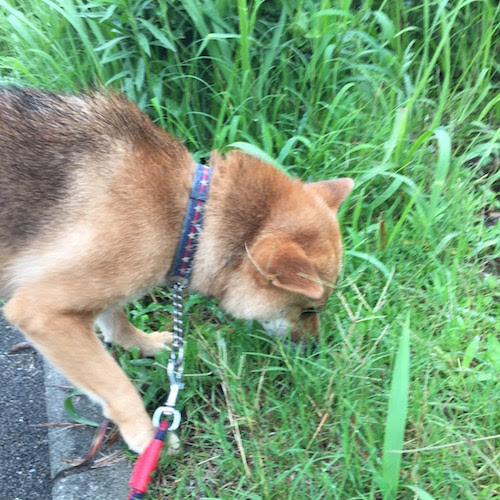クンクン 犬の匂い嗅ぎ行動にはワケがある 連載jp