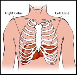 where is the liver located in the human body