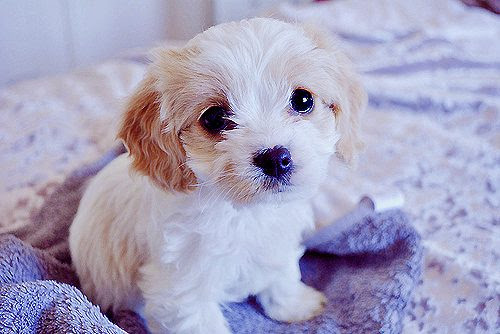Cutest Dogs 