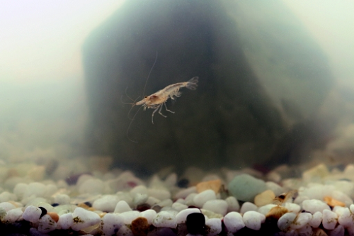 ミナミヌマエビの糞が多い 長いという悩みや 糞を分解する存在について ミナミヌマエビの生態