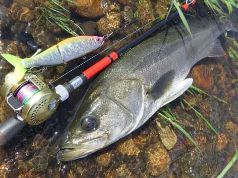 Fishing Spirits 2 私なりのビッグベイトタックル