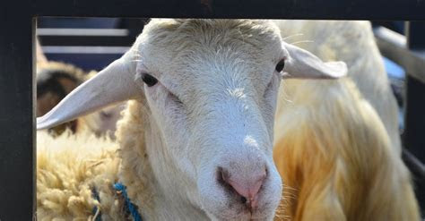 sistem pencernaan  hewan ruminansia rumen hingga usus besar