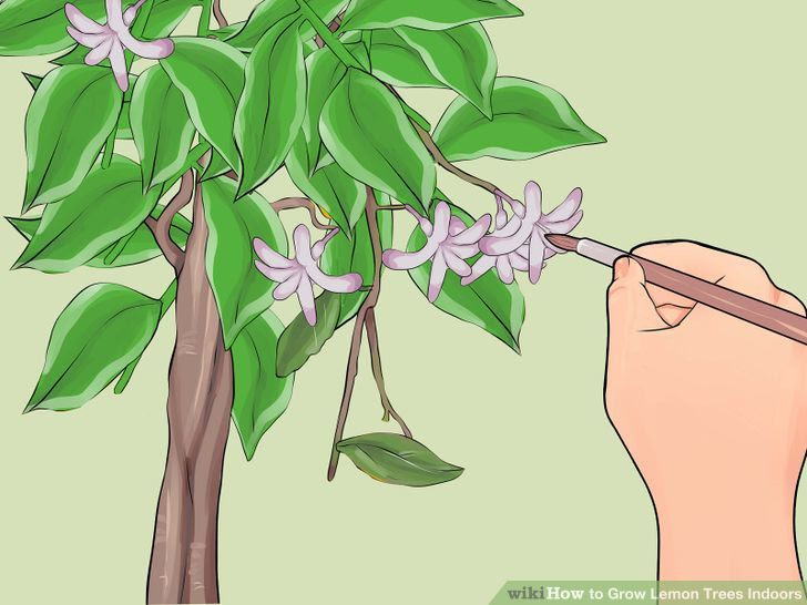 Grow Lemon Trees Indoors Step 18 Version 2.jpg
