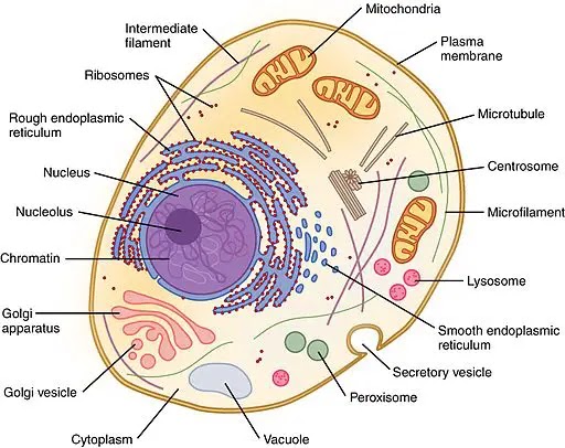 Animal Cell And Plant Cell Organelles And Their Functions : Plant And Animal Cell Organelles And Structures Worksheets Tpt - Below is a table of the major organelles found in animal and plant cells, which we'll use as our guide for this discussion.