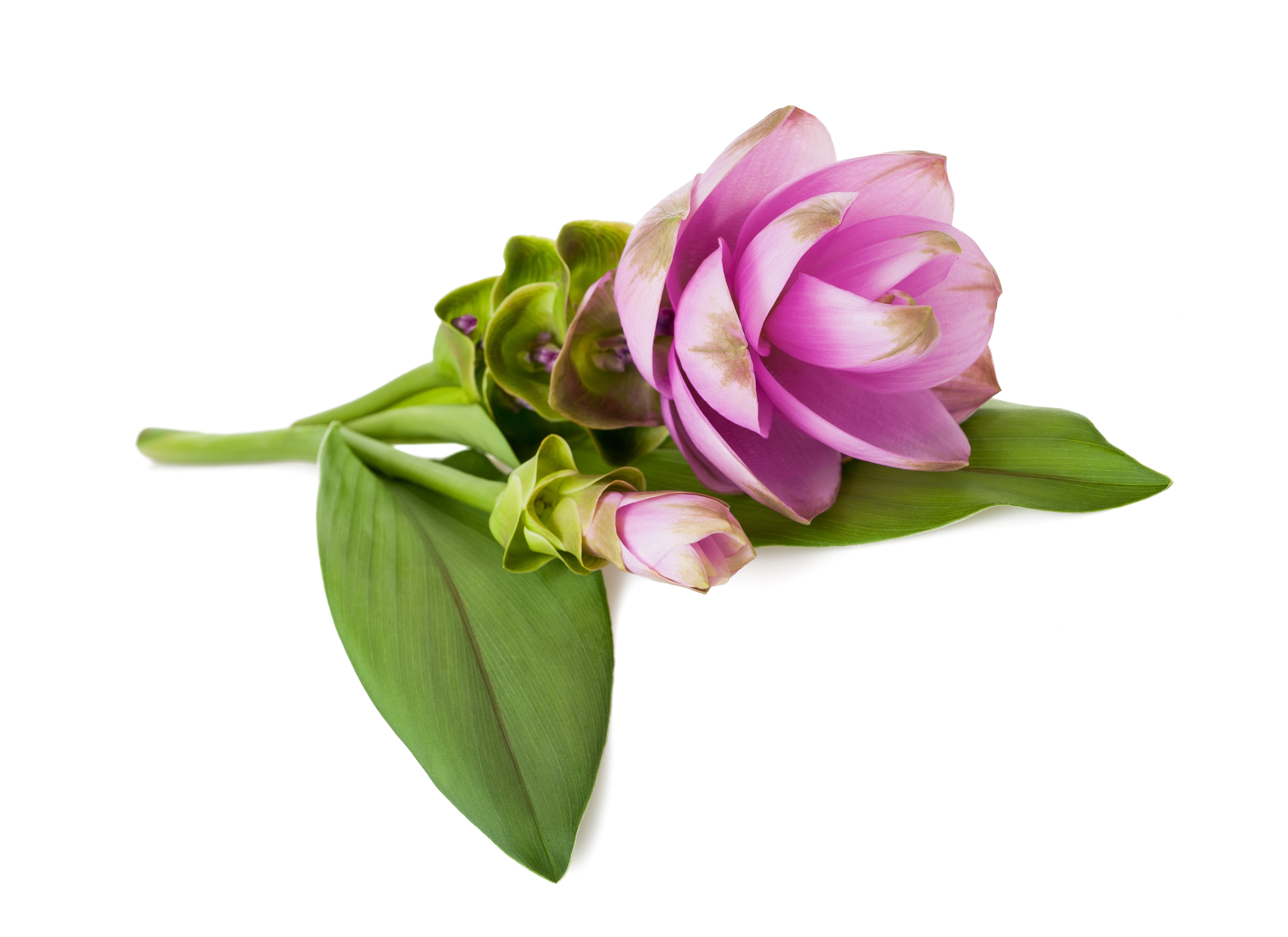 Infovita » Blog Archive » SuperNährstoff für die Gesundheit