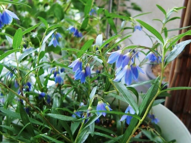 ブルーの樹木花 花を愛でる