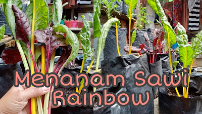 Cara Menanam Swiss Chard