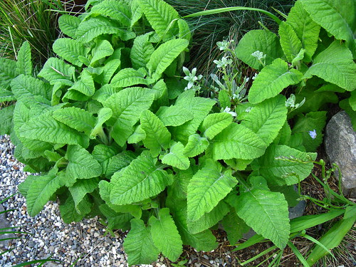 Salvia spathacea