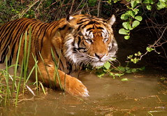 tiger