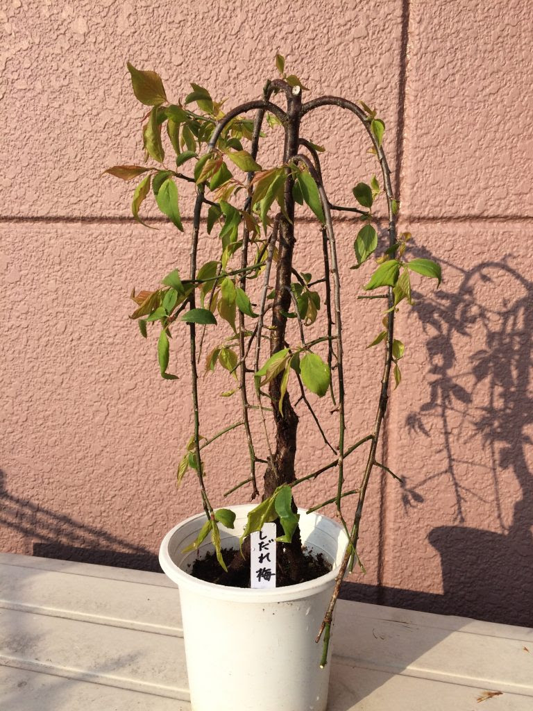 鉢植えの枝垂れ梅はどのように剪定したらよいか