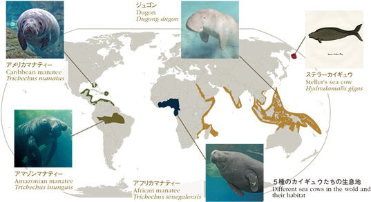 Lost Zoo 北太平洋の巨大海牛 ステラーカイギュウ