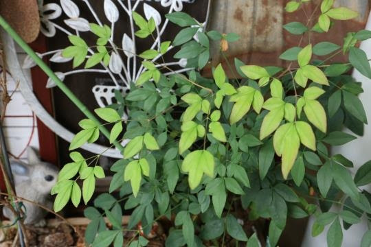 グリーンを供するナンテン ベランダガーデニング ベランダの花日記 ２