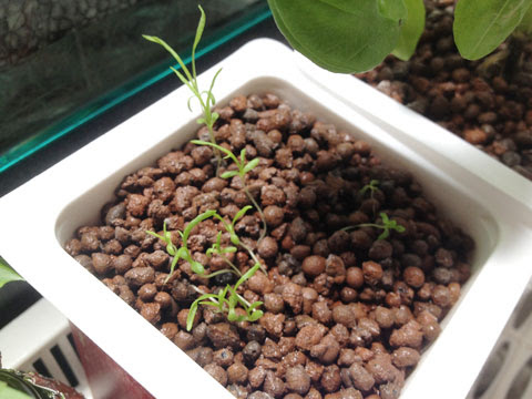 ベストコレクション カモミール 育て方 室内 誕生 日 ライン 友達