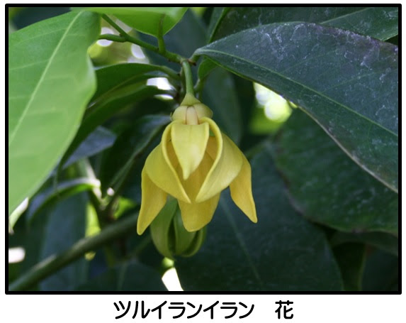 果物歳時記 ツルイランイラン