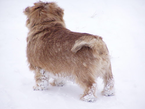 Malte in Winter