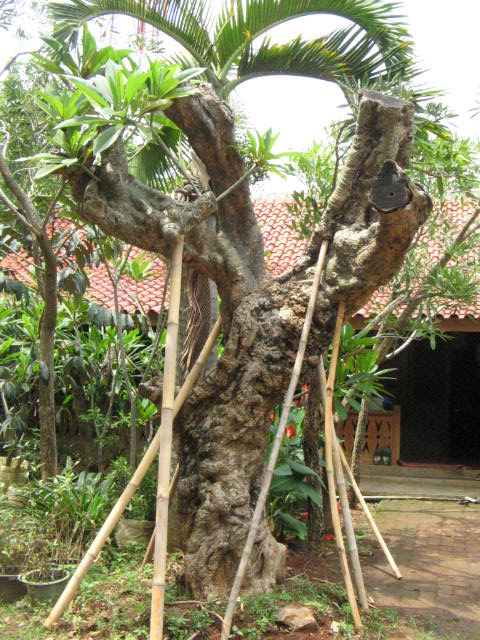 Gambar Bunga Jenis Jenis Bunga Dan Tanaman Hias Seri 3 Gambar Bunga Jenis Jenis Bunga Dan Tanaman Hias Seri 3