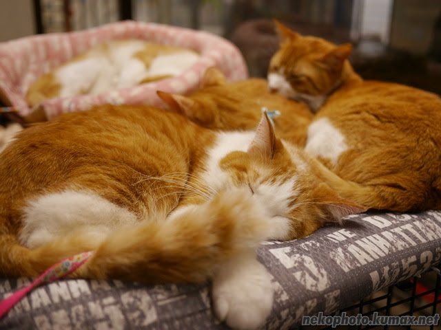 お休み中の猫さんズ ３月の友の湯猫さんズ 前編 街を歩けば そこに猫