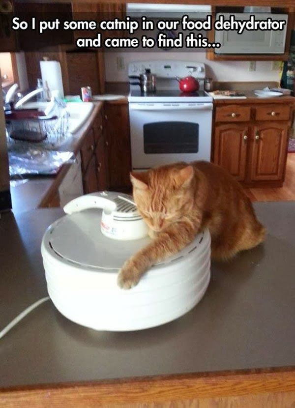 funny cat pictures