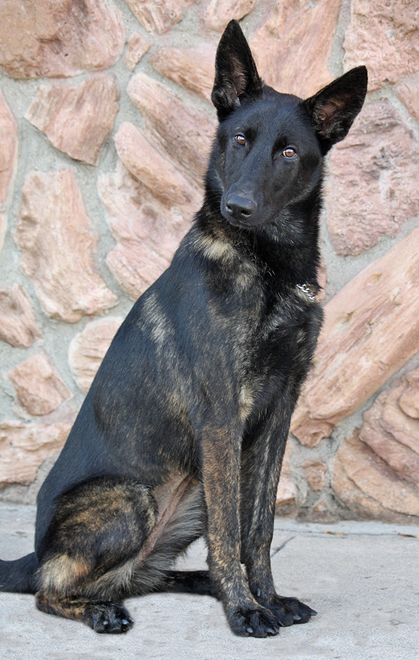 Image Result For German Shepherd Malinois Mix