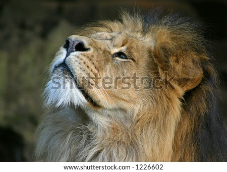 Amsterdam Artis on Lion In Artis Amsterdam Zoo Stock Photo 1226602   Shutterstock