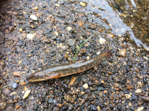 フクドジョウ 虫ヘッド釣法目指せ100魚種キャンペーン17 87魚種目 ちょっとshot Blog