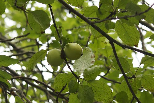 Wild Granny Smith apples in the orchard