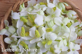どくだみ化粧水の作り方 生葉や花で手作りは日本酒や焼酎とグリセリンで Lettre Du Nature