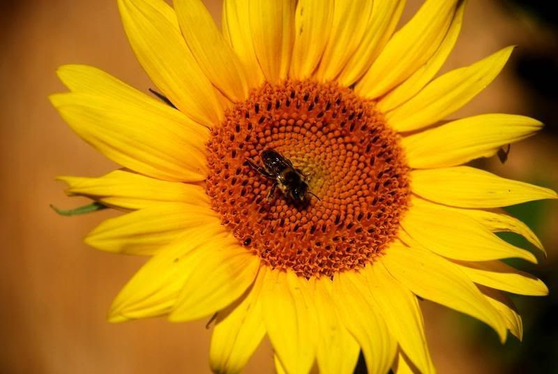 bee my, bee my baby