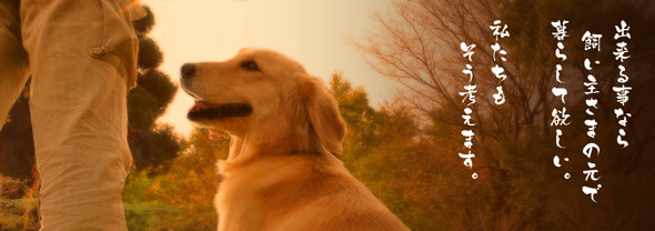 老犬の介護に対するいい子犬 Jpの思い 老犬と店長ブログ