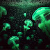 Best Jellyfish Playlist for Relaxation and Sleep: Soothing Ocean Ambiance