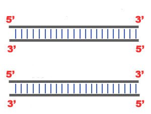 mechanism of repair