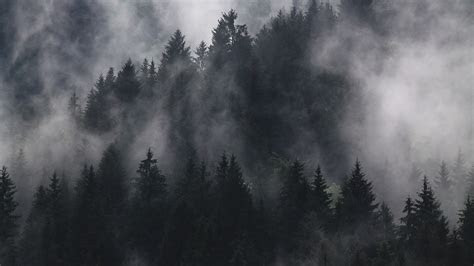 nature fir fog forest ecosystem full hd hdtv p