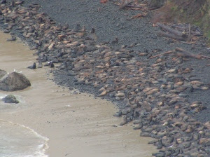 Sea Lions