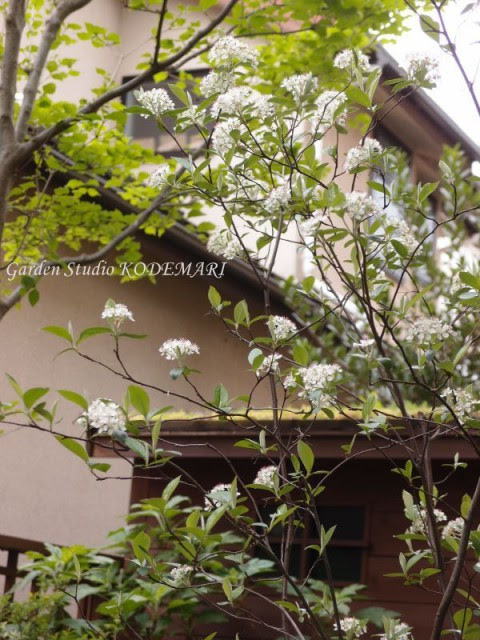 白い花の春咲花木 半日陰の庭便り 半日陰の庭便り ガーデンスタジオ 小手毬