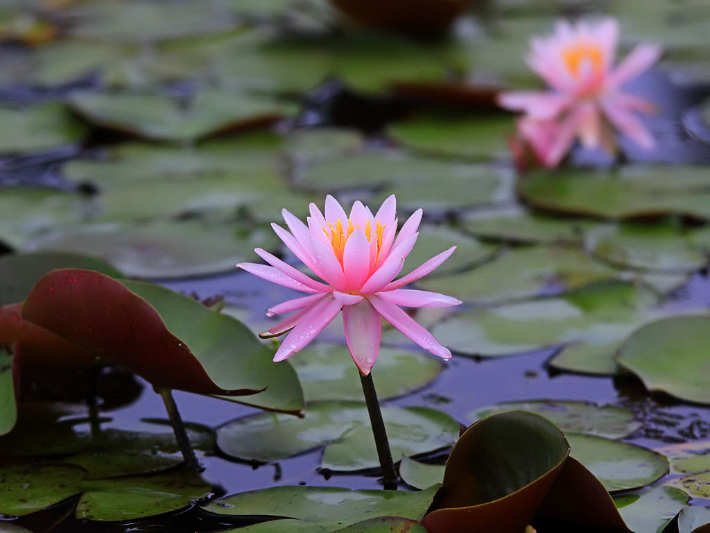 壁紙 睡蓮の花 平池公園 Xga1024 768デスクトップ無料壁紙 兵庫と神戸の写真ブログ