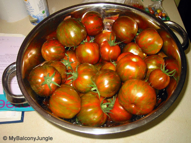 Tomato Growing Adventures Growing Tomatoes In Containers