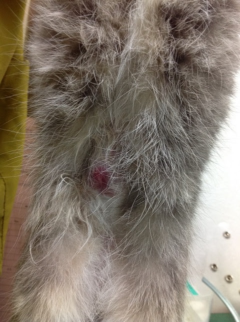 できものを見つけたとき 病院で針吸引検査を行ってみませんか 埼玉の動物病院 埼玉動物医療センター