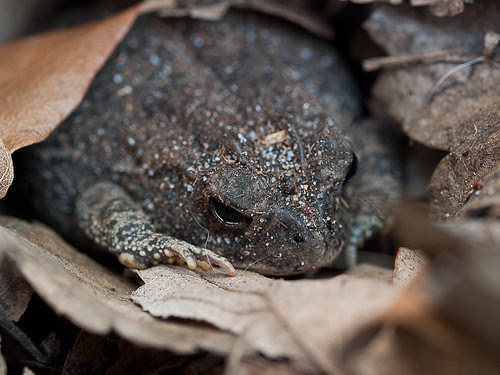 Leaf Toad