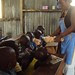 khps poultry photos 1